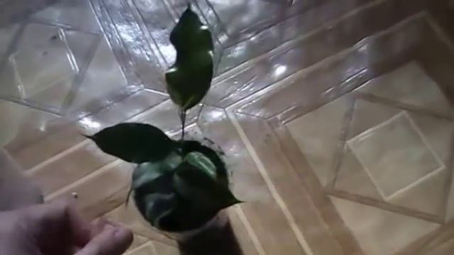 СЕКРЕТЫ БЫСТРОГО РОСТА ФИКУСА