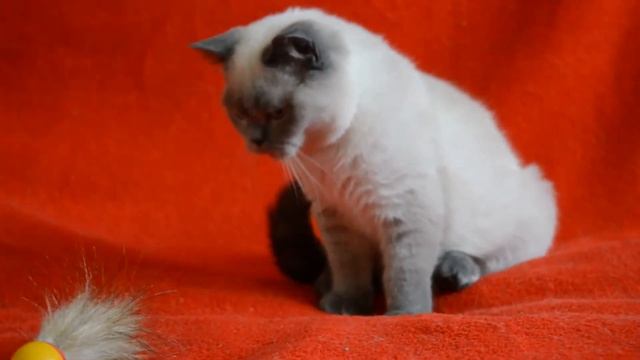 Купить шотландского котенка: котята для Вас! Шотландский прямоухий котенок окраса блю-поинт. смотреть онлайн