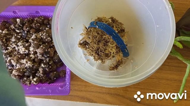 23.03.2023г. ОРХИДЕЯ " ЖЁЛТАЯ КОРОВКА" ПРИНЯЛА ПОСАДКУ! ПЕРЕСАДКА ОРХИДЕИ " SPARKC"! смотреть онлайн