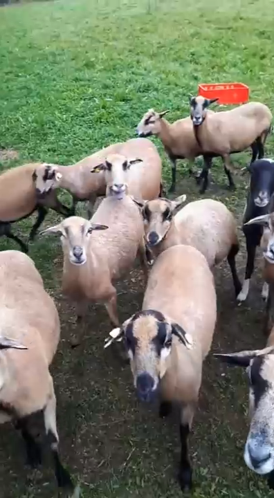 Козы хотят пива смотреть онлайн