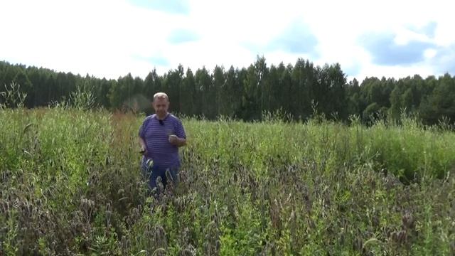 Сеем медоносы - фацеля. донник, синяк. 2.9.18 цветёт донник смотреть онлайн