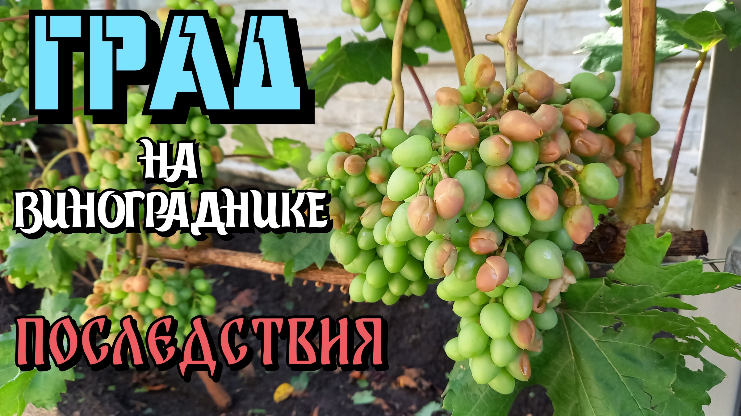 ГРАД НА ВИНОГРАДНИКЕ. Последствия. смотреть онлайн