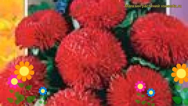 Маргаритка Красный шар. Краткий обзор, описание характеристик bellis perennis Krasnyy shar смотреть онлайн