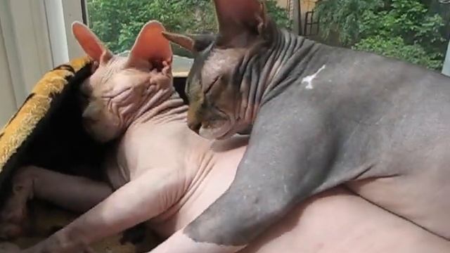 Сон на свежем воздухе-залог здоровья! смотреть онлайн