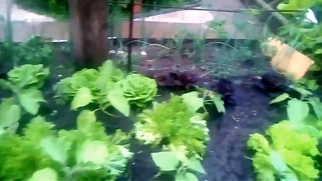 Совмещенные посадки. С чем сажать баклажаны смотреть онлайн