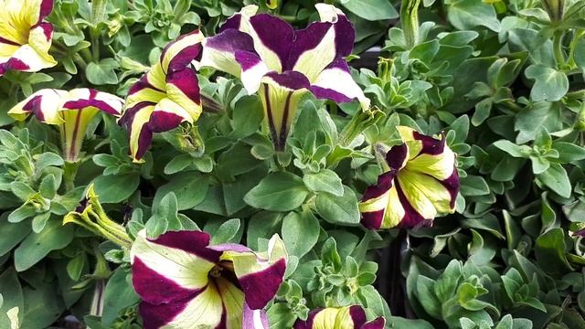 Petunia Grandiflora - Grow & Care (Beautiful Groundcover Plant)