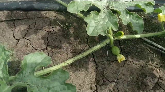 Арбуз бахча суходол состоянием на 21.06.2020. первые завязи ? смотреть онлайн