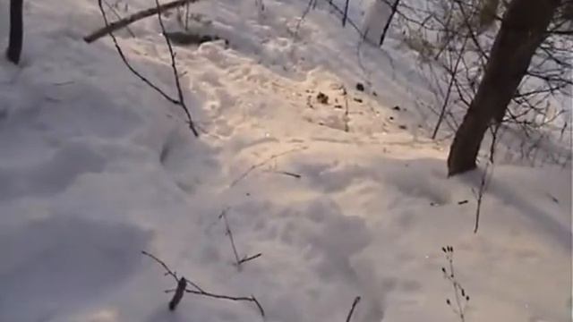 SNOWFOX.ru - Снегоступы TSL