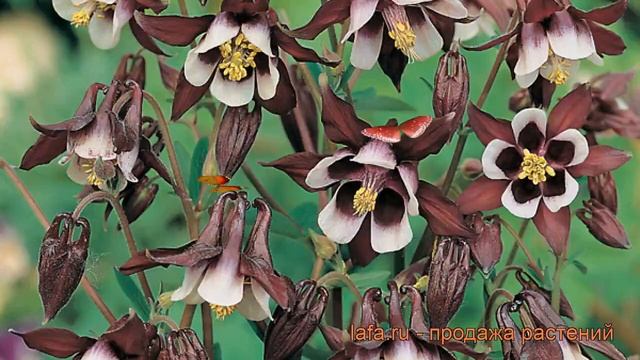 Аквилегия обыкновенная Вилльям Гиннес ? обзор: как сажать, рассада аквилегии Вилльям Гиннес смотреть онлайн