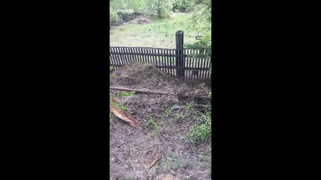 170. 04.06.20г. Красота вокруг нас! Нужно только замечать. Змеи вокруг нас. Их тоже нужно замечать)