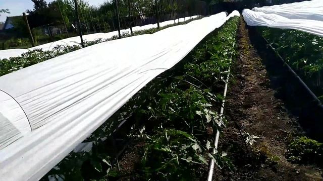 Томаты открытый грунт и под агроволокном СРАВНЕНИЕ. Высокорослые, сорт "Микадо Розовый". Рассада смотреть онлайн