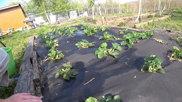 Чем я удобряю свою клубнику. Краснодарский край. смотреть онлайн