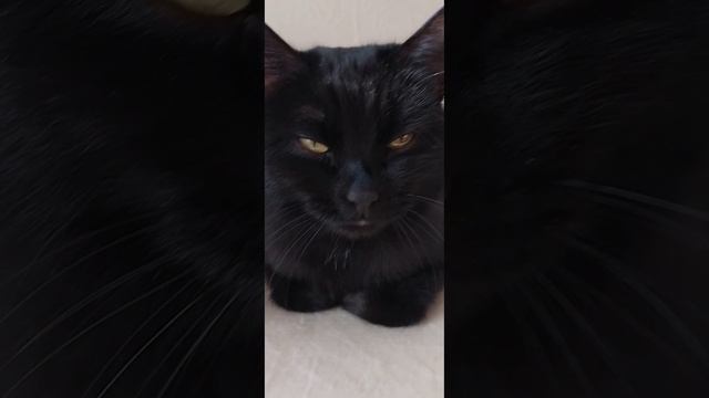 Эти милые животные❤️