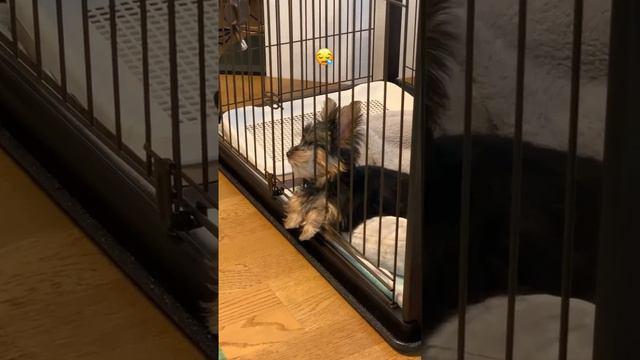 遊び疲れたヨーキー #子犬 #ヨーキー #いぬすたぐらむ смотреть онлайн