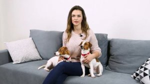 Как выбрать щенка Джек Рессел терьера | Купить щенка Джек Рассел терьера