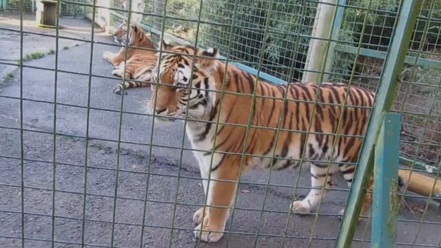 Los 10 ANIMALES más GRANDES del PLANETA. смотреть онлайн