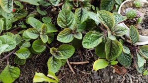 Плектрантусы. Интересные декоративно- лиственные растения для дома и сада.