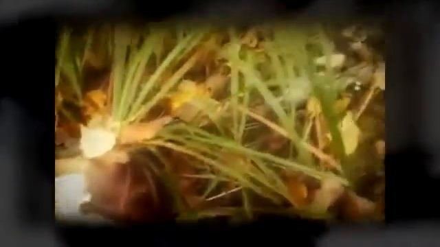 Абдуль Чистит масленка мачетой смотреть онлайн