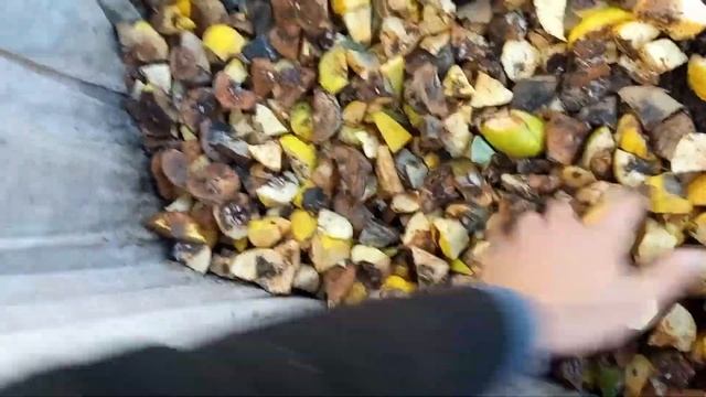 Мини вермиферма. Черви и Айва. Чем кормить червей. смотреть онлайн