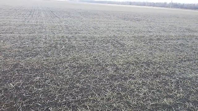 Поле озимой канадской пшеницы. Комментарии хозяина. Часть 1 смотреть онлайн