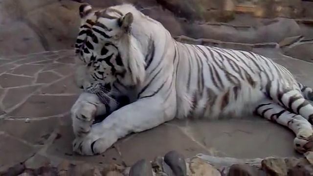 Белый тигр (White Tiger in Moscow Zoo) смотреть онлайн