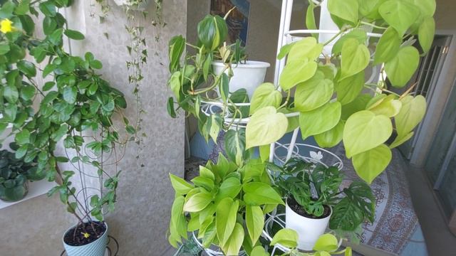 КІМНАТНІ ЛІАНИ, чи можна тримати в квартирі( прикмети, повір'я) смотреть онлайн