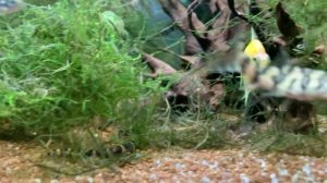 АКАНТОФТАЛЬМУС КЮЛЯ - УХОД, СОДЕРЖАНИЕ, РАЗВЕДЕНИЕ l МИЛЫЙ ПОЛОСАТЫЙ ВЬЮН l АКВАРИУМНЫЕ РЫБЫ #19