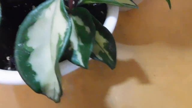 Комнатные цветы, мои спасёныши. смотреть онлайн