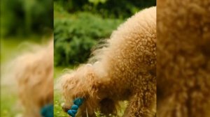 Игрушка полиуретаново-латексный колобок в виде цыпленка