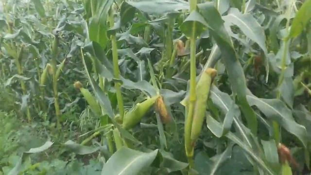 Кормовая кукуруза на 15.08.20г смотреть онлайн