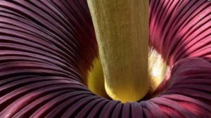 Самый вонючий цветок на планете