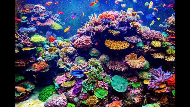 O.K. Corral of the reef смотреть онлайн