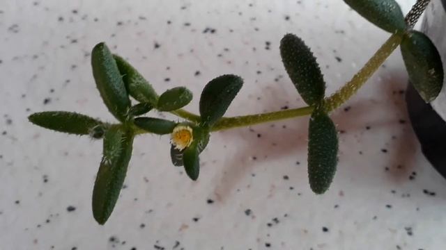 Flor da suculenta delosperma echinatum смотреть онлайн