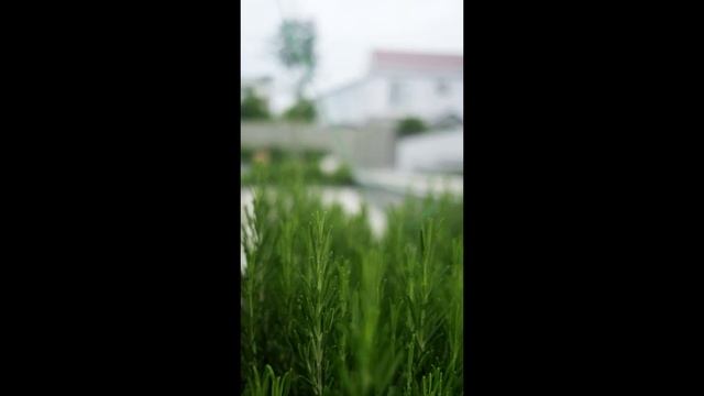 Ландшафтный дизайн смотреть онлайн