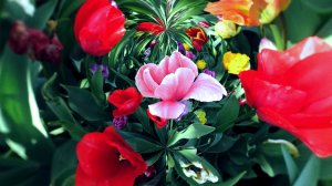 МОЯ ПЛАНЕТА. KEUKENHOF. НИДЕРЛАНДЫ. ТЮЛЬПАНЫ. ВЕСНА. ВИДЕО. ШТРАУС.