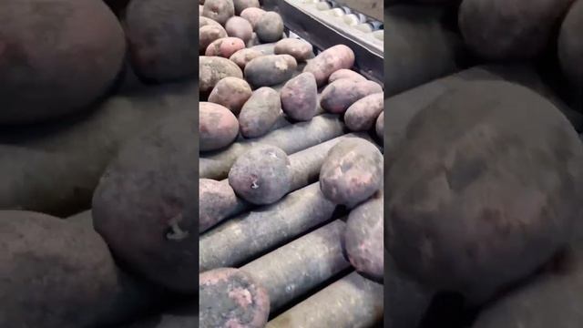 Сорт Мемфис калибр 50+ и 35-65 оптом от 20т +7(912)22-013-26 #kartofelural #картофельоптом смотреть онлайн