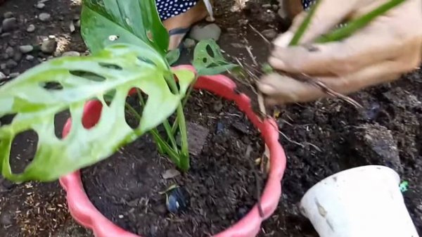 Monstera Adansonii propagation|greenery's