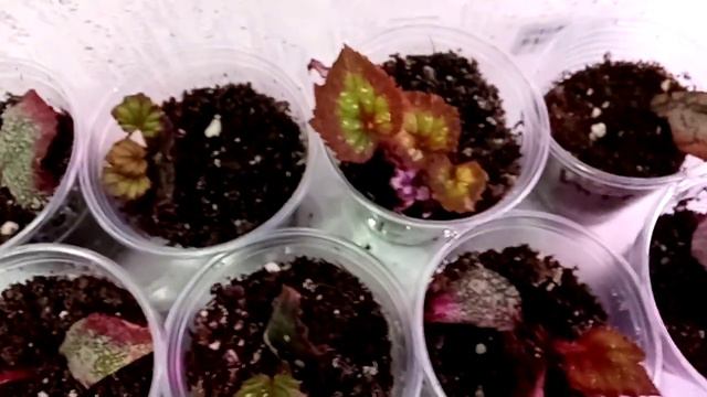 Бегонии декоративно-лиственные смотреть онлайн