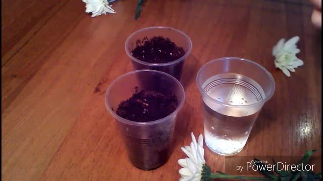 Черенки хризантемы из букета смотреть онлайн