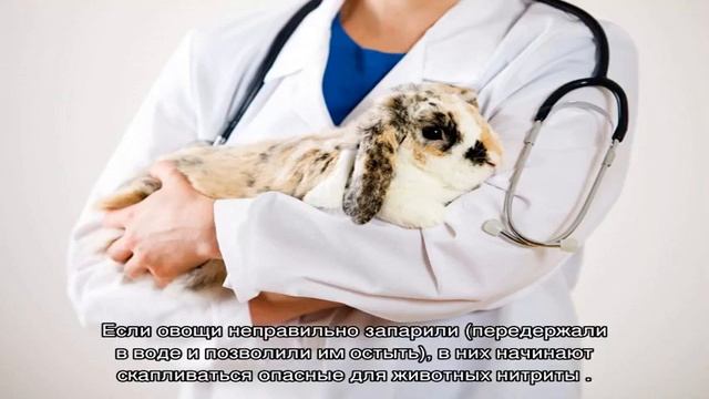 Понос у кролика: что делать хозяину декоративного зверька смотреть онлайн