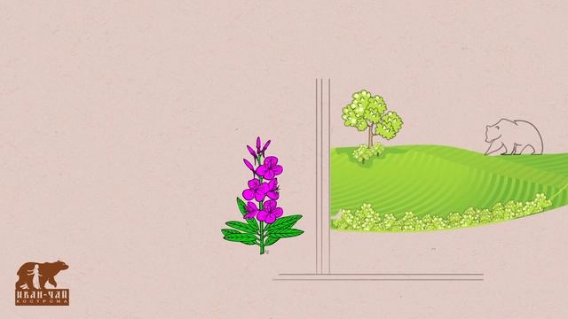 Что такое Иван чай? смотреть онлайн