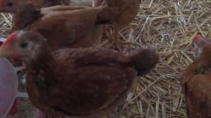 Куры Ред бро и Фокси Чик содержание