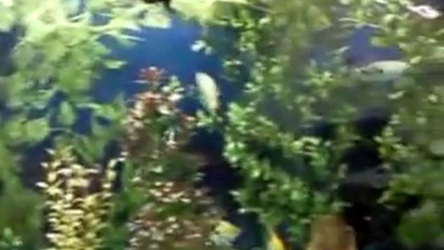 Искусственные аквариумные растения смотреть онлайн