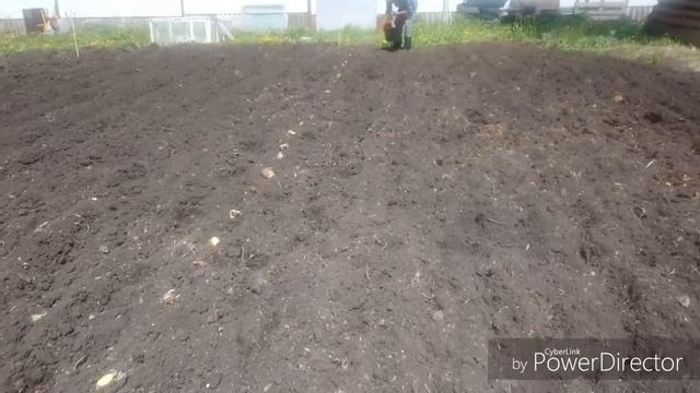 ПОСАДКА КАРТОШКИ ПОД СЕНО 2019 ГОД смотреть онлайн