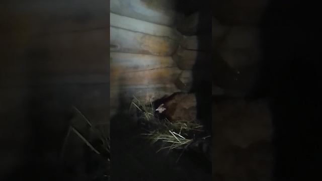 Слышите?Весна!Деревенские хлопоты.Посадка облепихи. смотреть онлайн