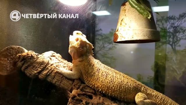 Зачем зоопарку столько одуванчиков? смотреть онлайн