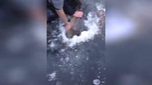 Поймали карпа зимой. Зимний карп. Трофейный карп