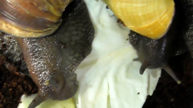 #Зоовыпуск. НОВЫЕ ПИТОМЦЫ. Зоовыпуск ГИГАНТСКИЕ АХАТИНСКИЕ УЛИТКИ смотреть онлайн