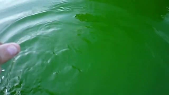 Как очистить каркасный бассейн от зелени в трех частях. (часть1)#каркасныйбассейнintex#intex смотреть онлайн