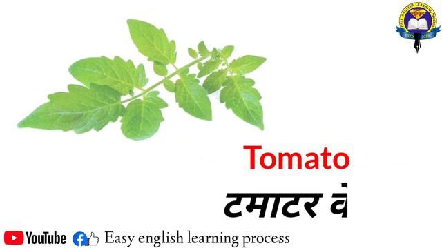 Name Of Leaves | Leaves Name In English And Hindi With Pictures |Different Types Of Leaves |LeafNam смотреть онлайн